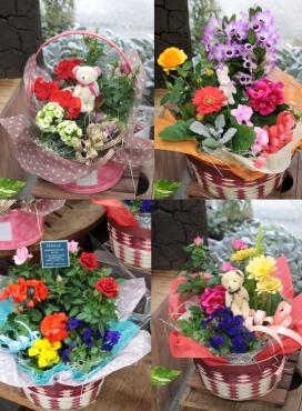 寄せ鉢セットも春です～♪｜「アグレアーブル花や」　（徳島県吉野川市の花キューピット加盟店 花屋）のブログ
