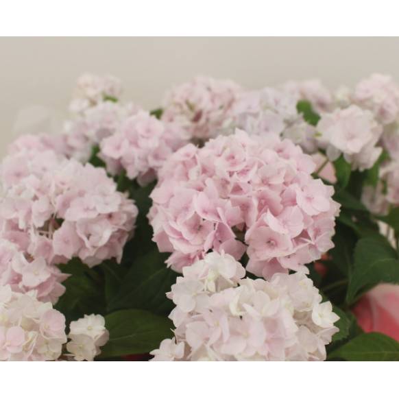 紫陽花 伊予獅子てまり 4号