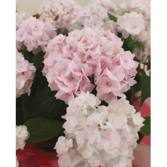 紫陽花 伊予獅子てまり 4号