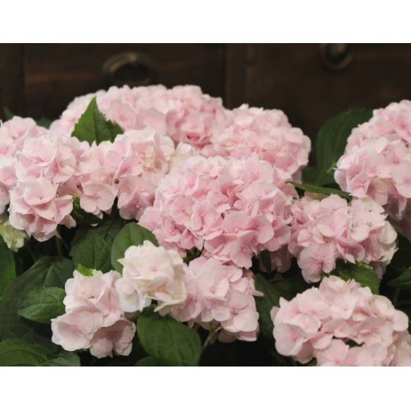 紫陽花 伊予獅子てまり 4号