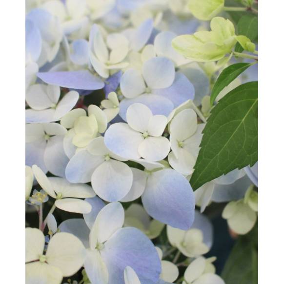 紫陽花 ラグランジア クリスタルヴェール2 5号